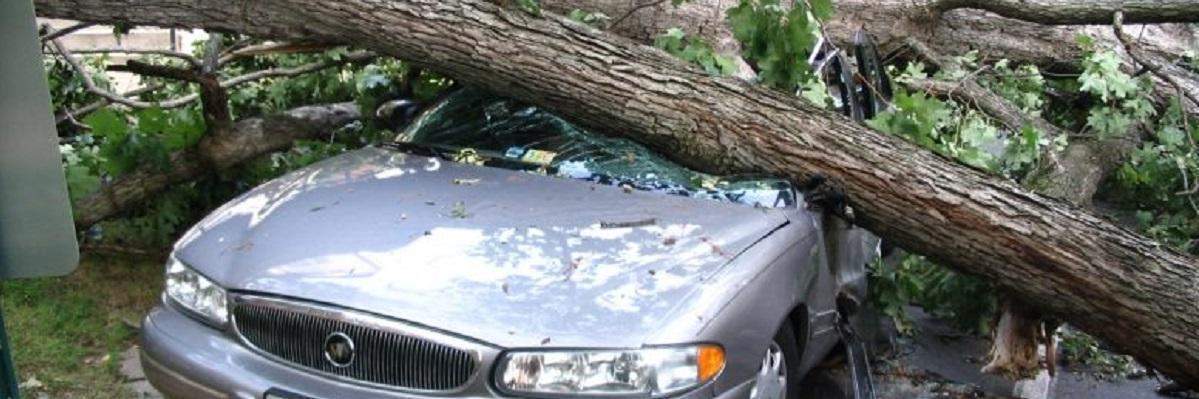Crollo di un albero sull'automobile di un condomino o terzo: chi paga?